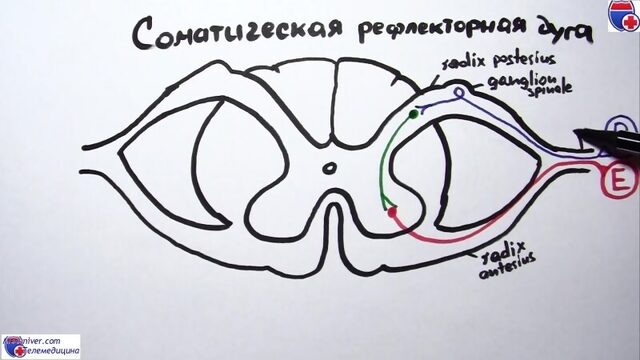 Соматическая рефлекторная дуга