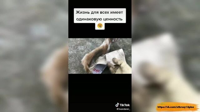 Годный тик-ток - спасли котенка